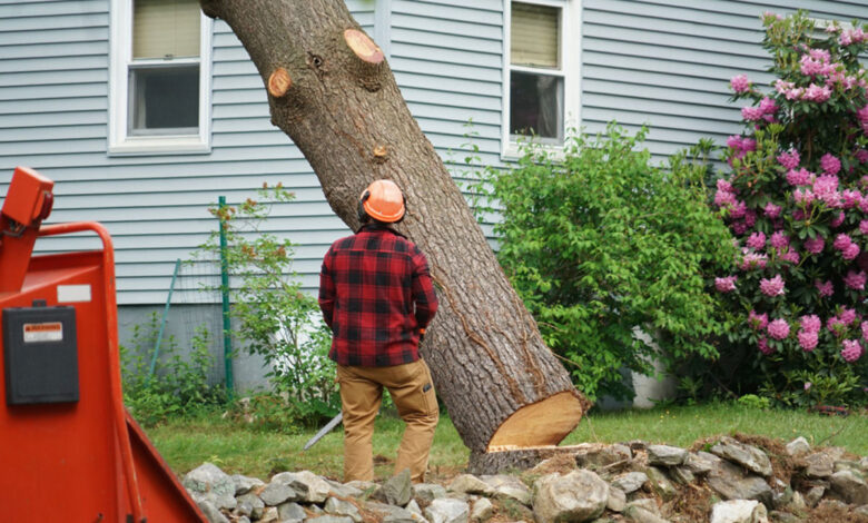 How Much Does Residential Tree Removal Cost?
