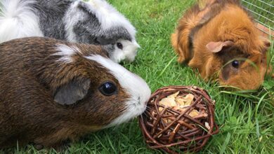 How To Introduce Guinea Pig Balls To Your Pet Tips For Safe And Successful Playtime