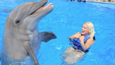 Are Dolphins Smart? A Brief Guide