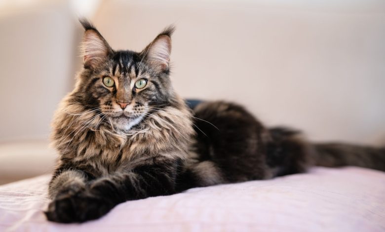 The Majestic Maine Coon: Facts That You Should Know As A Cat Owner