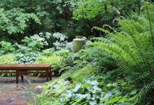 Unveiling Nature's Elegance The Top 5 Native Ferns for Beginner Gardens