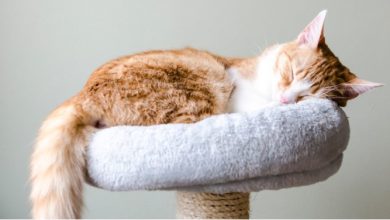 Heartworm Disease in Cats